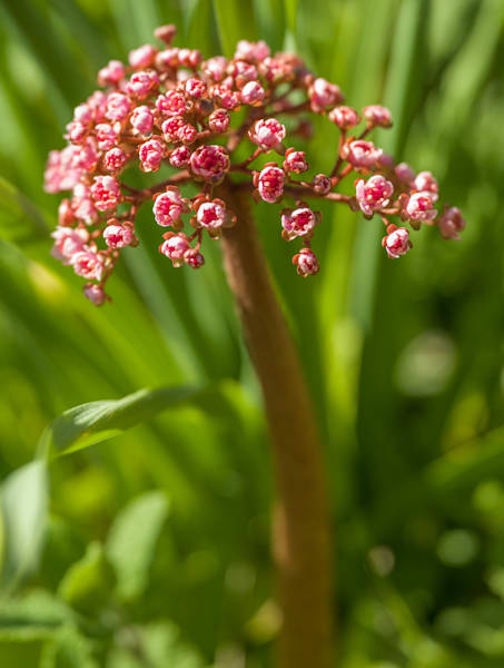Rhubarb