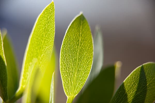 Shine some light on a Leaf