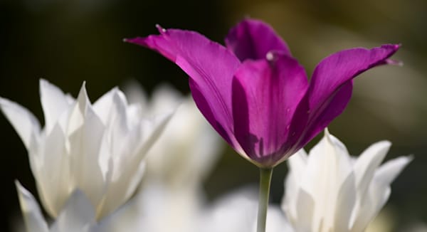 Purple and White Tulip