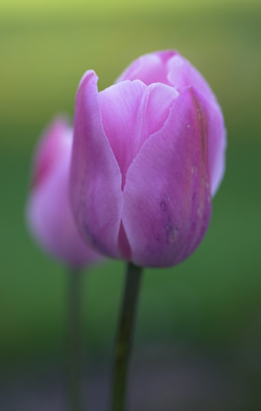 Pink Tulip Long
