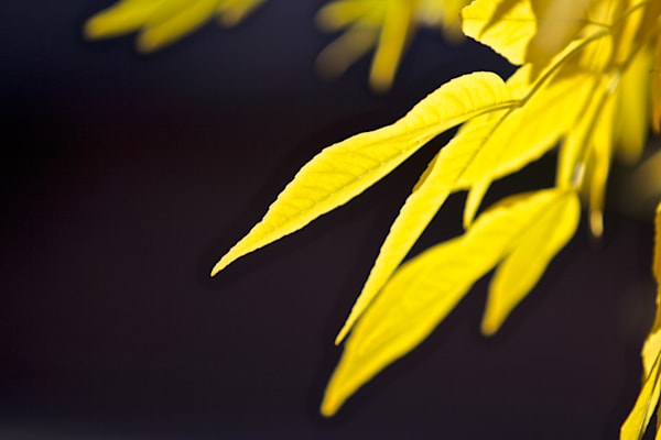 Autumn is for Yellow