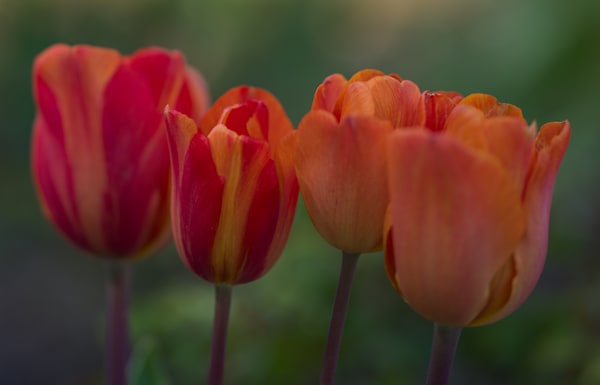 Orange Tulip