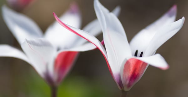 Lady Tulip