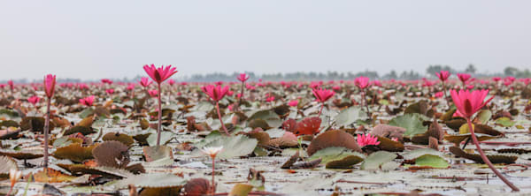 Lily fields Kumarakom Kerala