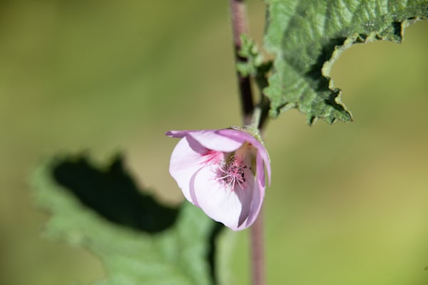 Macroscopic life of a flower