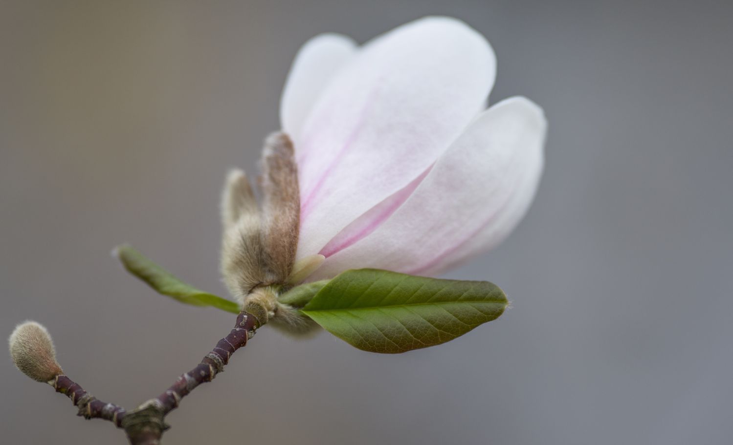 Magnolia