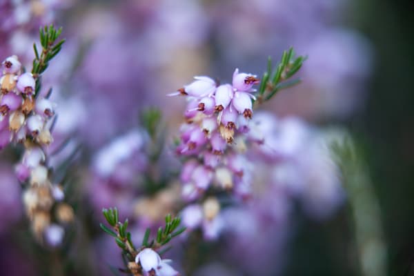 Bell Flower