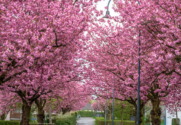 Blossom Street - Switzerland 2026