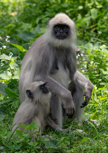 Black faced Monkey - Bandipur Tiger Reserve India
