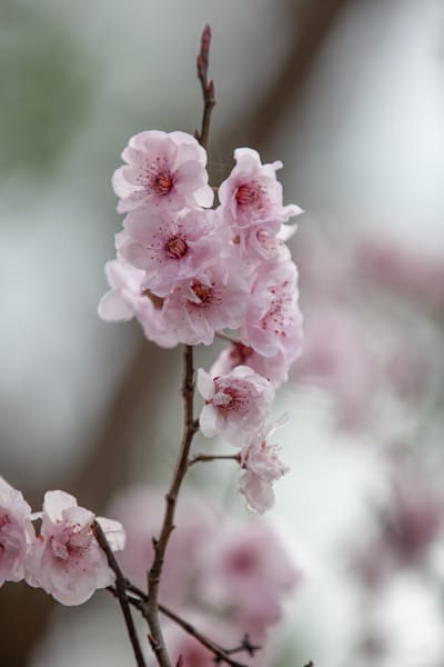 Chery Blossom - 5