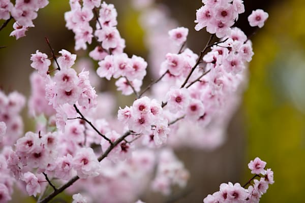 Chery Blossom - 2
