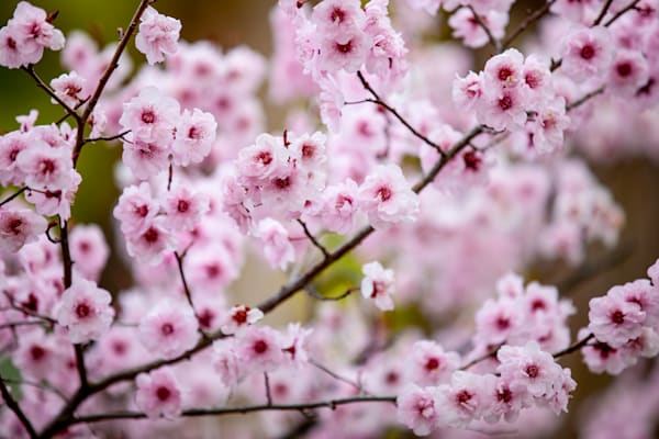 Chery Blossom - 1