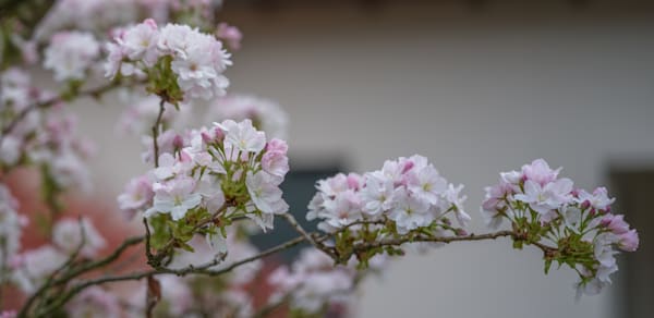Apple Blossom 2026