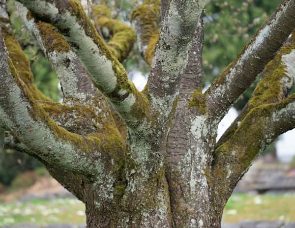 Aged tree and Green Moss Sprintime
