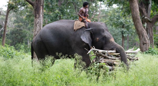 Wildlife
