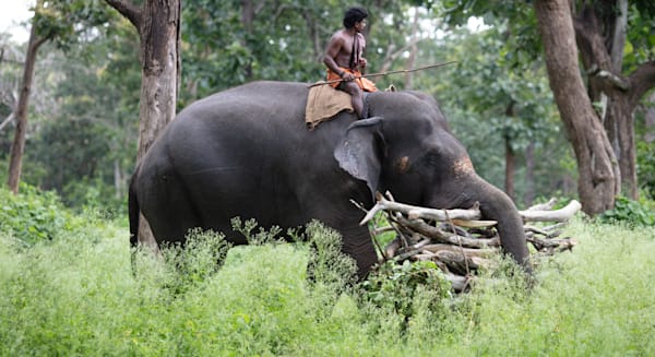 Elephant in Bandipur Tiger Reserve India