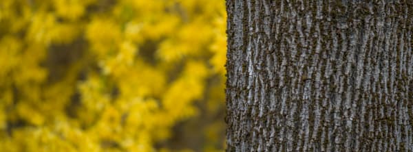 Happiness is Yellow