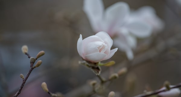 Magnolia smiles back at you