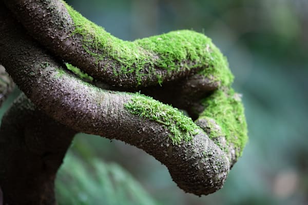 Rainforest Moss