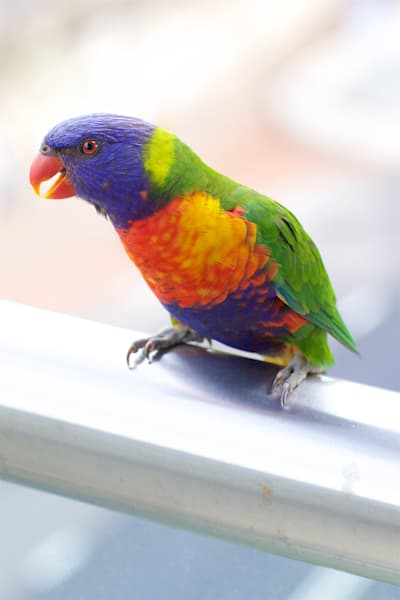 Rainbow Lorikeet Parrot Bird Australia