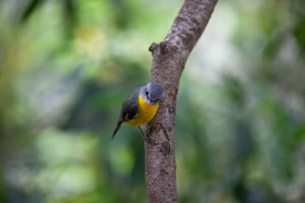Robin - Australia