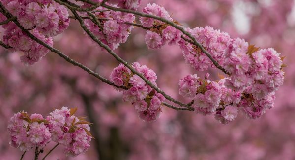 Blossoms