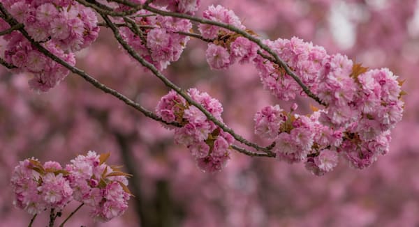 Spring Blossom Street Zurich 2026