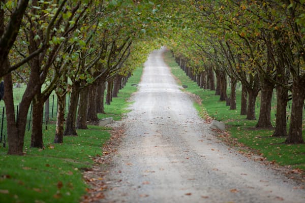 Southern Highlands Robertson Trees and Road