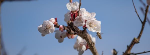 Plum Blossom and a Honey Bee