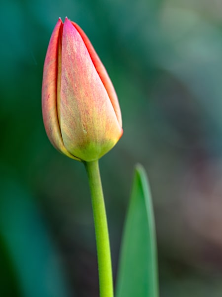 Tulip waits for Sunlight