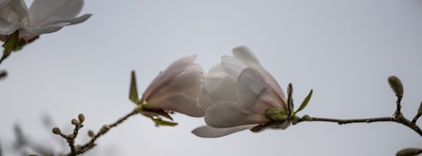 a Magnolia's Kiss