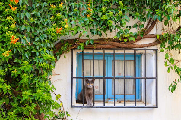 Mediterranean Details 