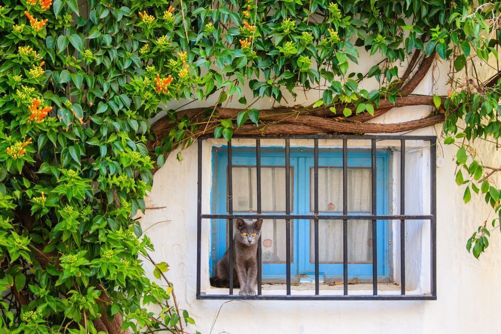 Curiousity - Decorative image combining plants, texture, and animal presence