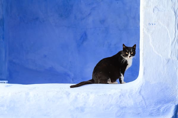 Cat in blue - Minimal wall art with strong blue tones and simple composition