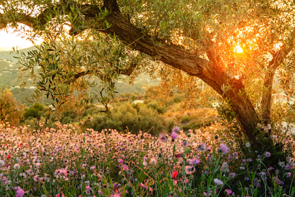 Landscapes