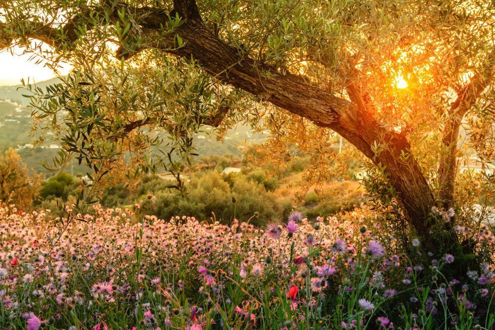A Moment of Peace - Spring tree illuminated by soft sunlight in a calm natural setting