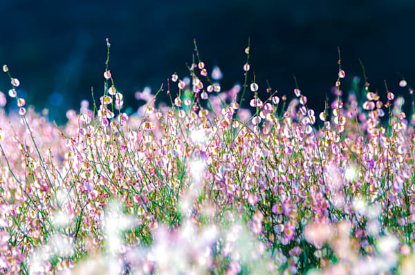A Dream in Pink - Soft-focus floral image with light reflections and pastel colors