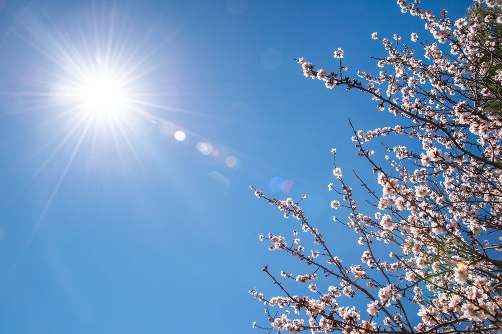 Almond Tree in the Sun - Almond tree blossoms under bright Mediterranean sun and blue sky