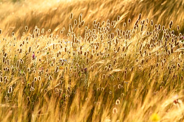 Fields of Gold - Golden wheat field in warm Mediterranean light