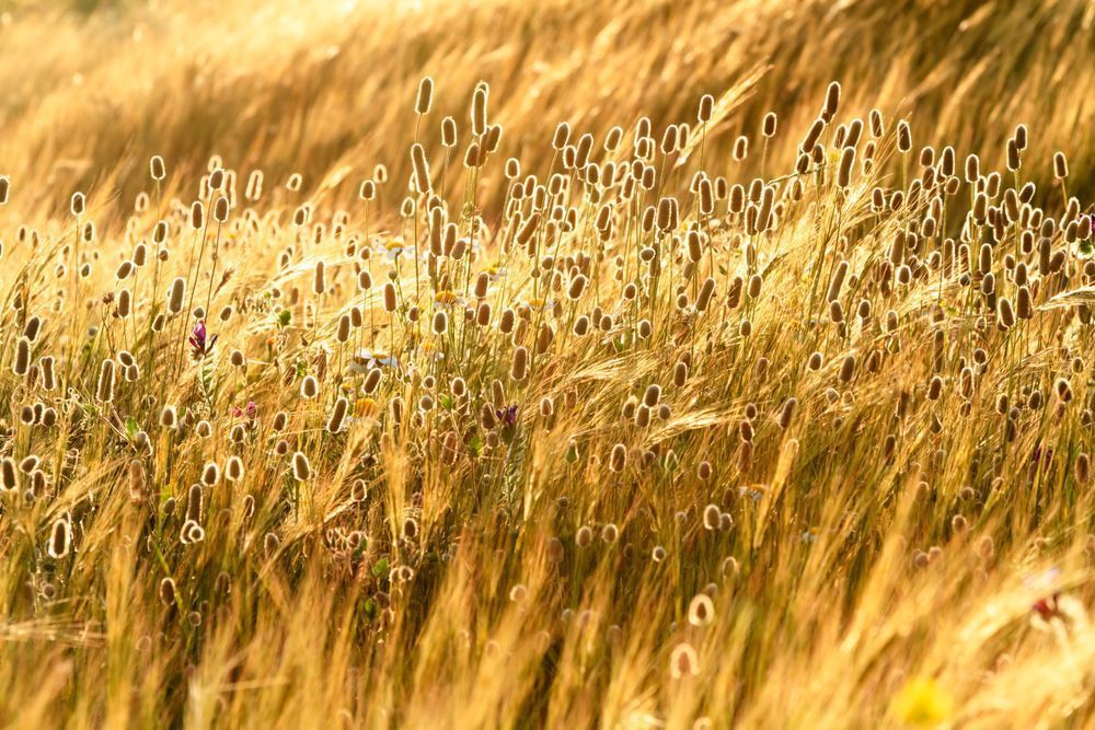 Fields of Gold - Golden wheat field in warm Mediterranean light