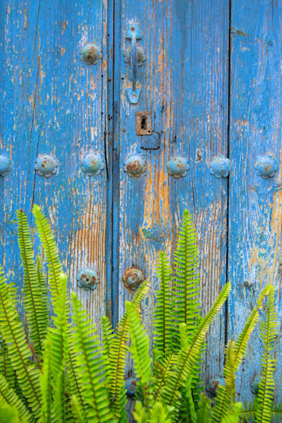 Nature taking over - Decorative image combining rustic wood and fresh plant life
