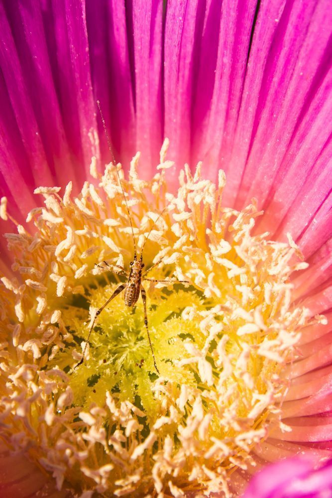 Life Within Color - Close-up nature image revealing hidden life within a blossom
