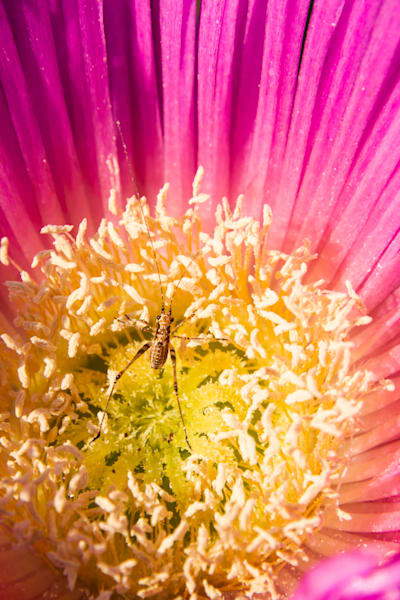 Nature Details 