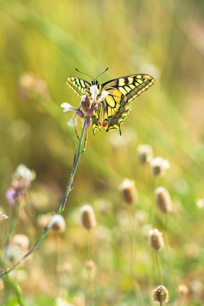 Sweet moment - Butterfly resting on a wild flower in soft natural light