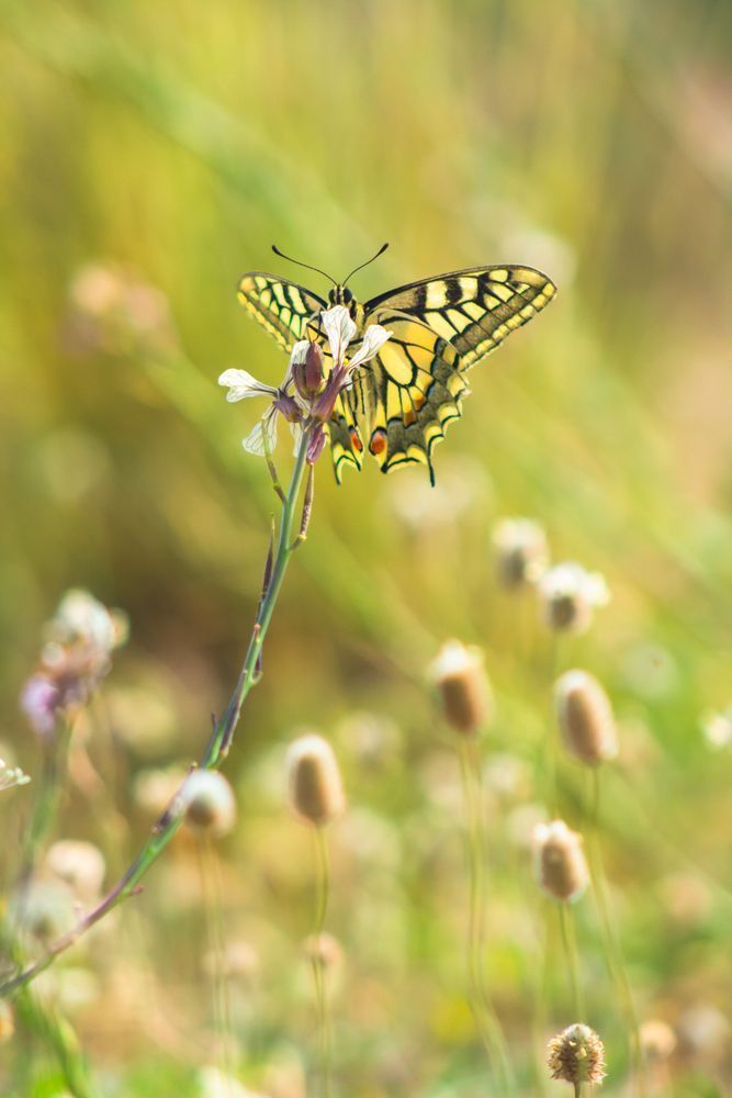 Sweet moment - Butterfly resting on a wild flower in soft natural light