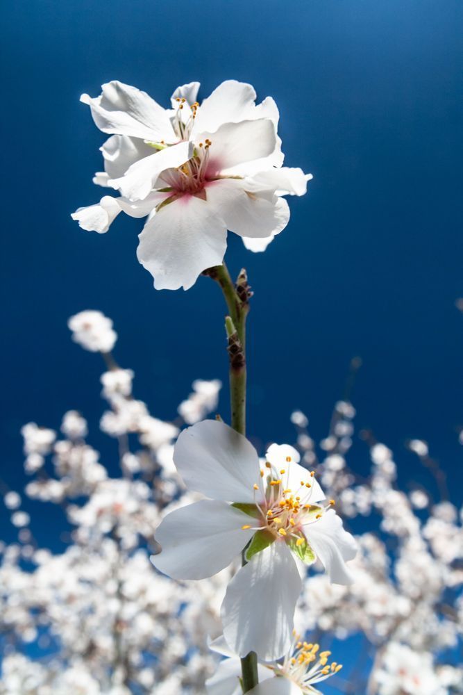 Spring in the Air - Almond blossoms against a clear blue sky in soft natural light