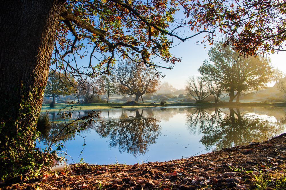 Wetland Silence - Wetland landscape with calm water and soft reflections