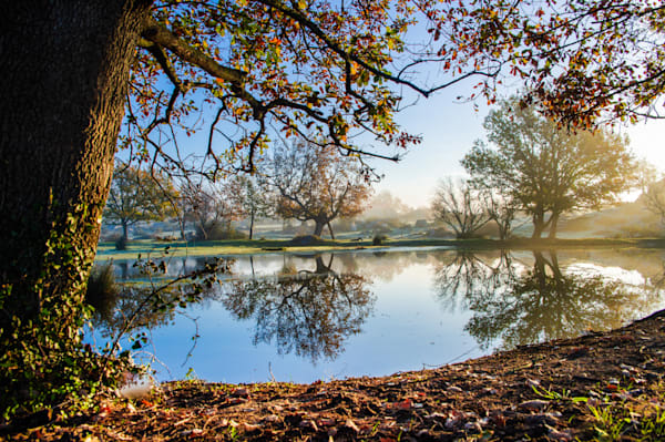 Wetland Silence - Wetland landscape with calm water and soft reflections