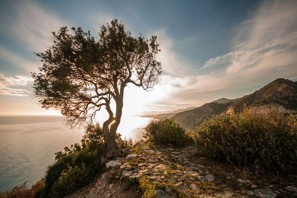 Where the Land Ends - Coastal landscape with tree overlooking the sea at golden hour
