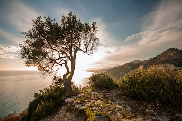Where the Land Ends - Coastal landscape with tree overlooking the sea at golden hour